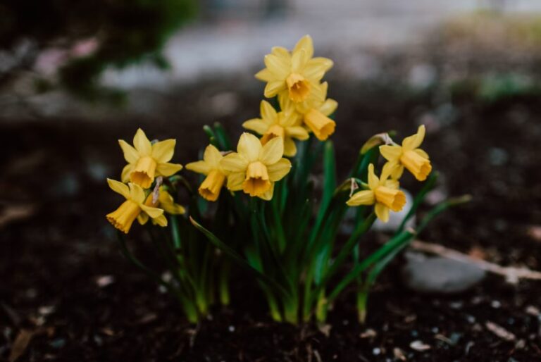 5 Important Reasons to Focus on Yard Maintenance